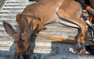 Venado