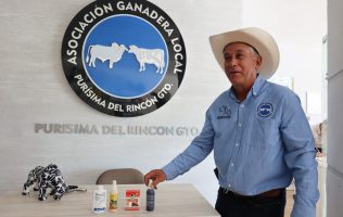 Gusano barrenador