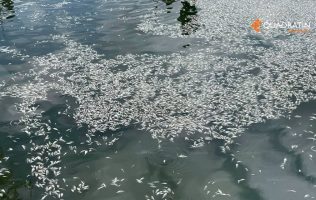 Peces
