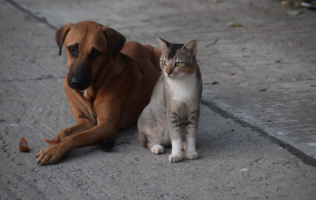 Mascotas