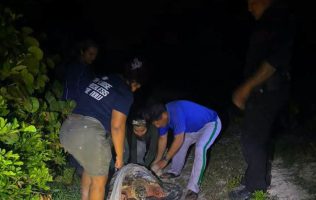 Tortuga