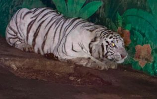 Tigre