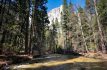 Bosques