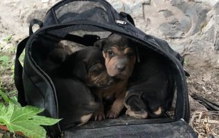 Cachorros