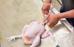 Pollos
