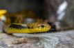 Serpiente