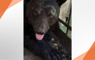 Oso