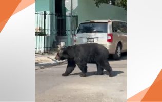 Oso