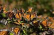 Mariposa