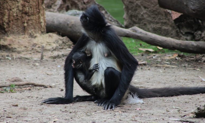 Nace mono araña en Zoológico de León