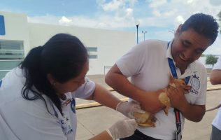 Vacunas para mascotas