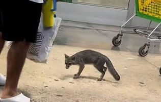 Zorra