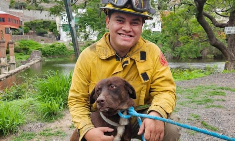 Perro guanajuatense va a hogar neoyorquino